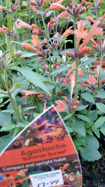 Agastache-Summer-Sunset.jpg