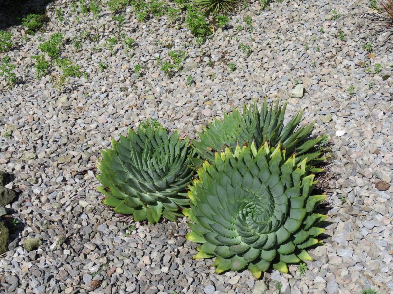 AGAVE POLYPHYLLA.JPG