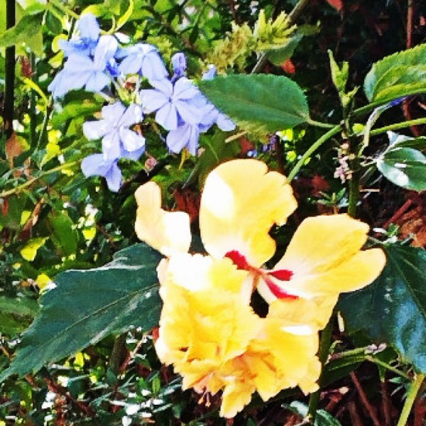 {agoda & Plumbago 6 Sep 25(1).jpg