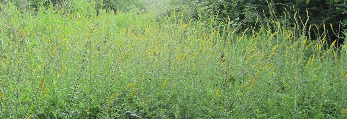 agrimony.jpg
