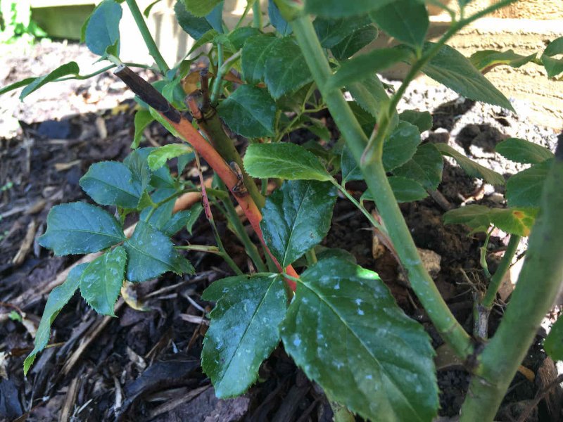 AI - off colour wood.jpeg