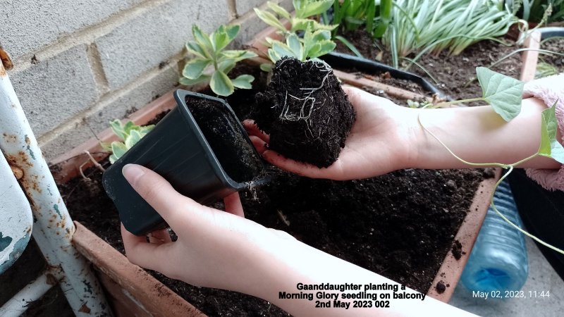 Ainara planting a Morning Glory seedling 2nd May 2023 002.jpg