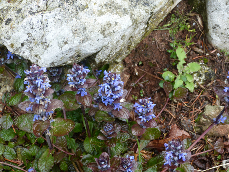 Ajjuga reptans.JPG