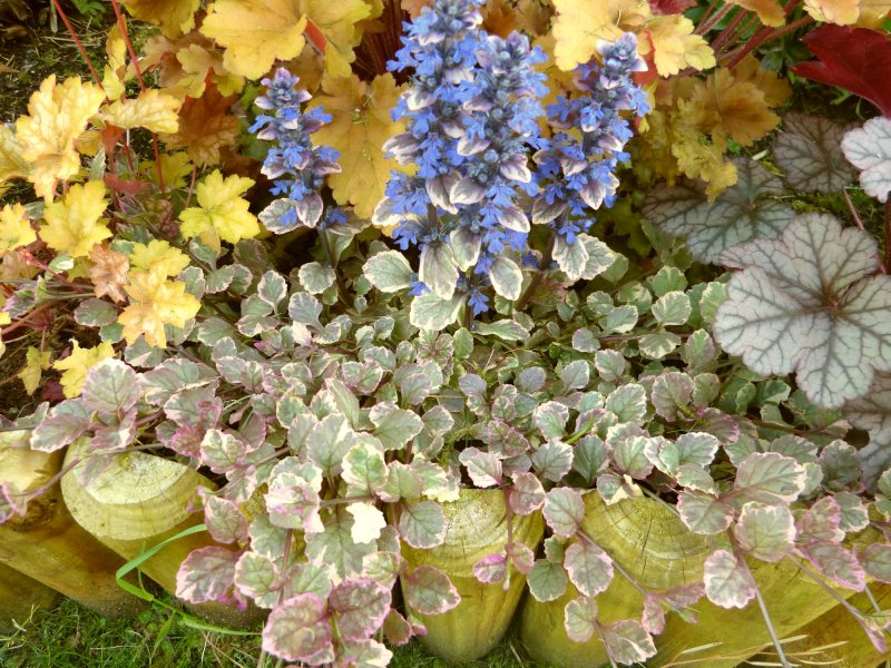 Ajuga.JPG