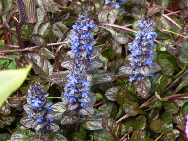 Ajuga reptans.JPG