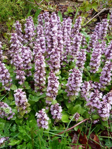 Ajuga Reptans Purple torch.jpg