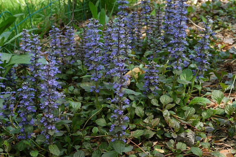 Ajuga_reptans_20070429_132711_1.jpg