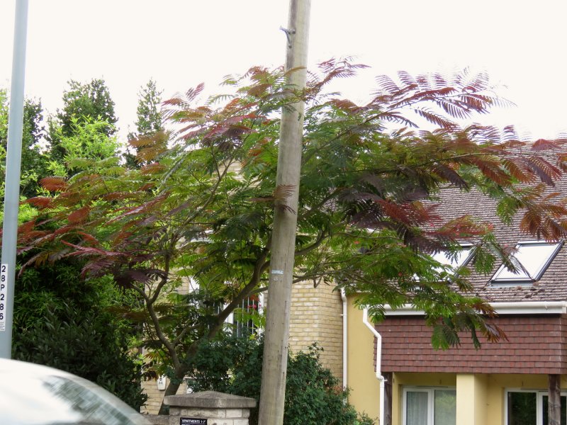 ALBIZIA.JPG