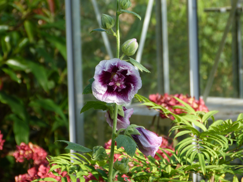 Alcea Creme de Cassis.JPG