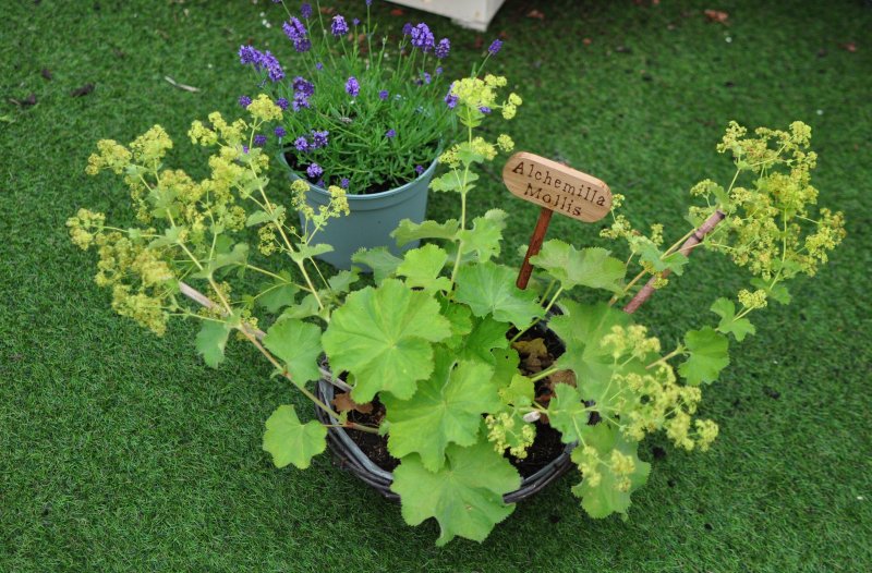 Alchemilla mollis.JPG