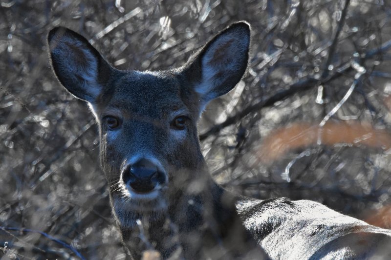 Alert Doe Portrait.jpg