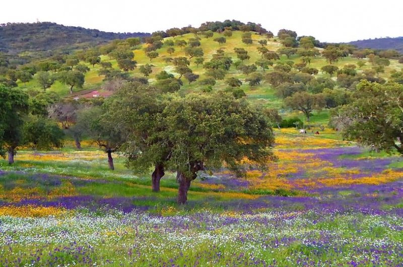 Algaeve Wildflowers.jpg