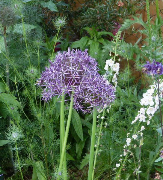Alium cristopherii 2017.JPG