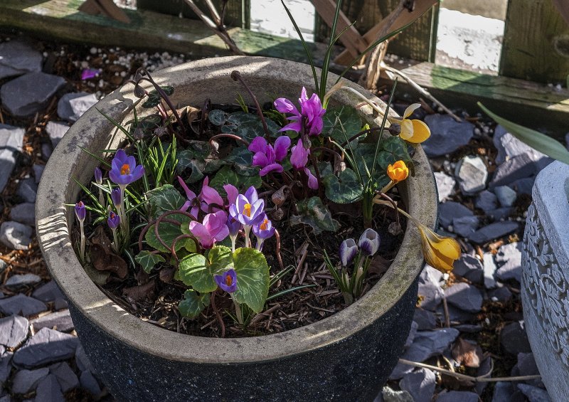 All the colours of spring 25-2-22.jpg