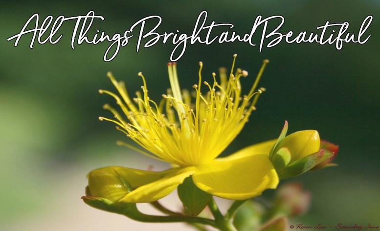 all-things-bright-and-beautfiul.jpg