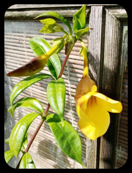 Allamanda1 17 Aug 21.jpg