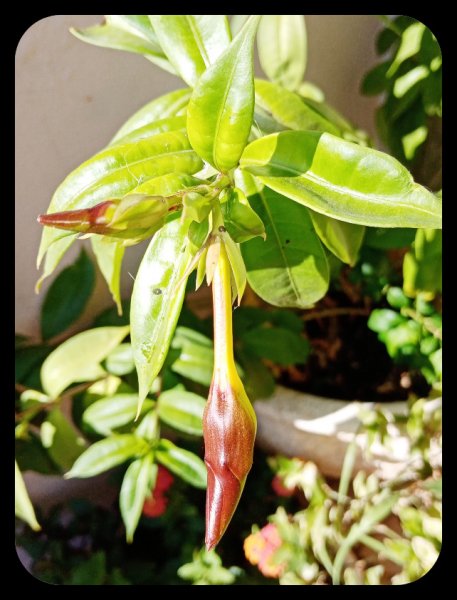 Allamanda2 21 Aug 21.jpg