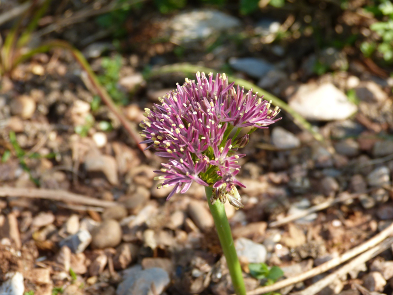 Allium akaka.JPG