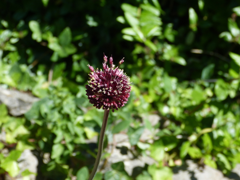 Allium amethystianum.JPG