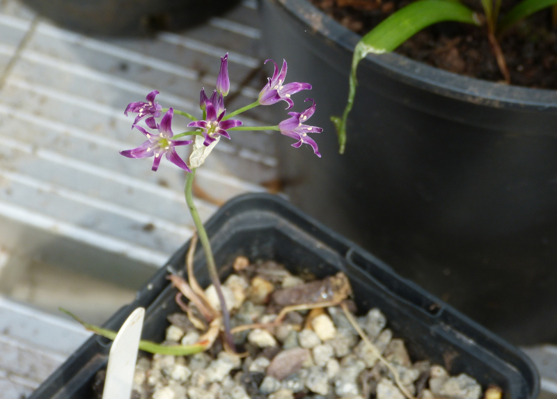 Allium bolanderi.JPG