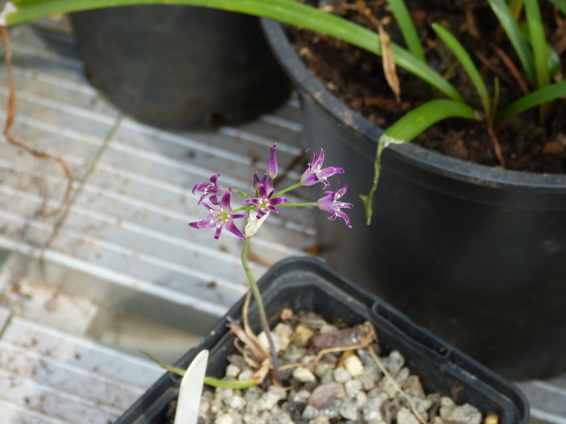 Allium bolanderi.JPG