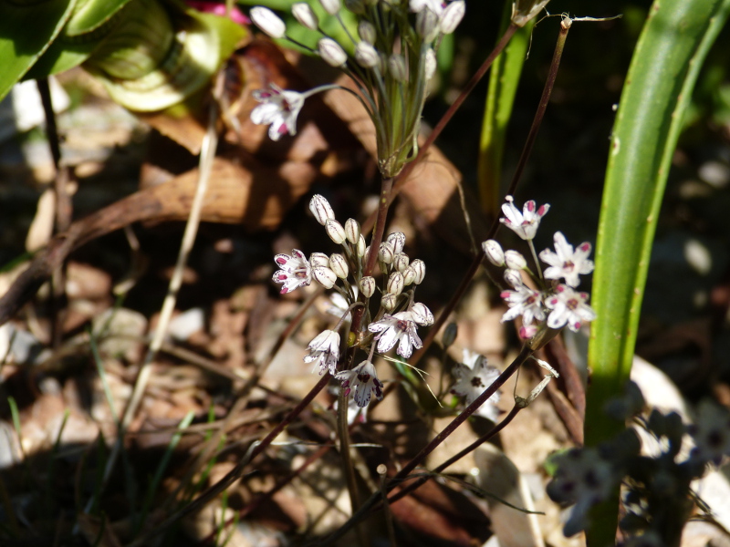 Allium callimischon haemostictum 1.jpg