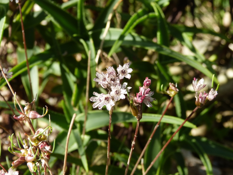 Allium callimischon haemostictum 2017.JPG