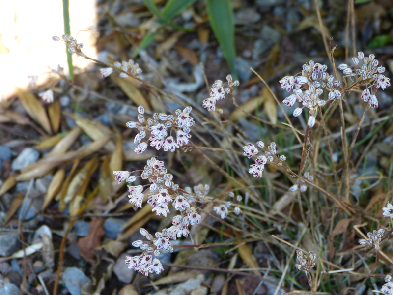 Allium callimischon haemostictum.JPG