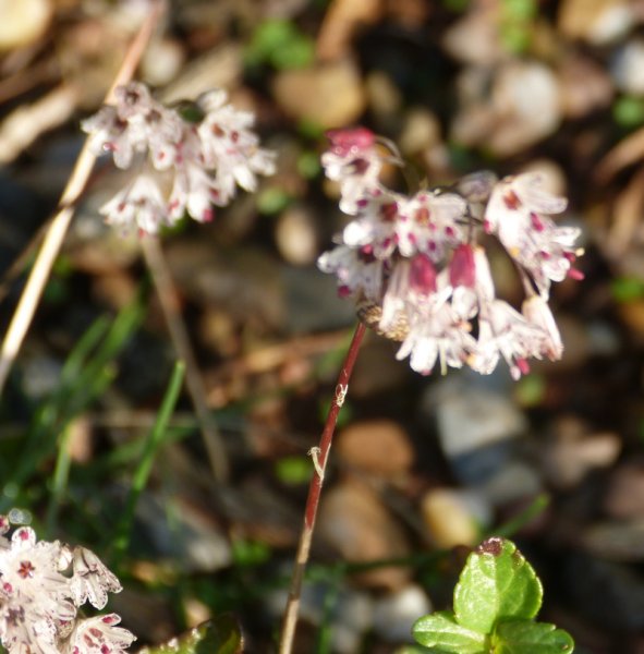 Allium callimischon haemostictum.JPG