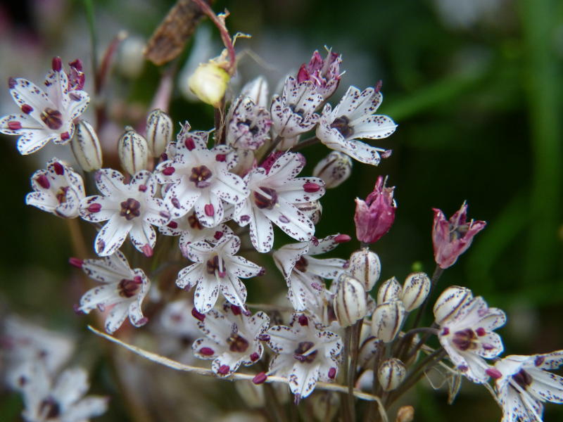 Allium callimischon haemostictum.JPG