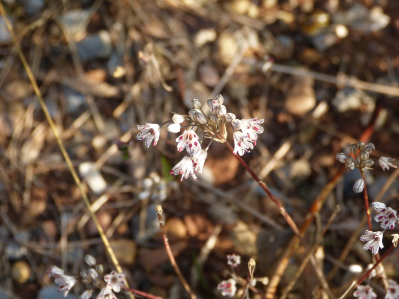 Allium callimischon haemostictum.JPG