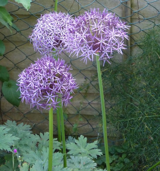 Allium christopherii 1.JPG