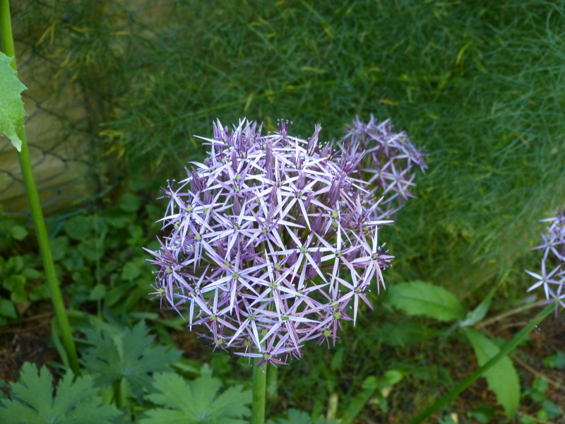 Allium christopherii.JPG
