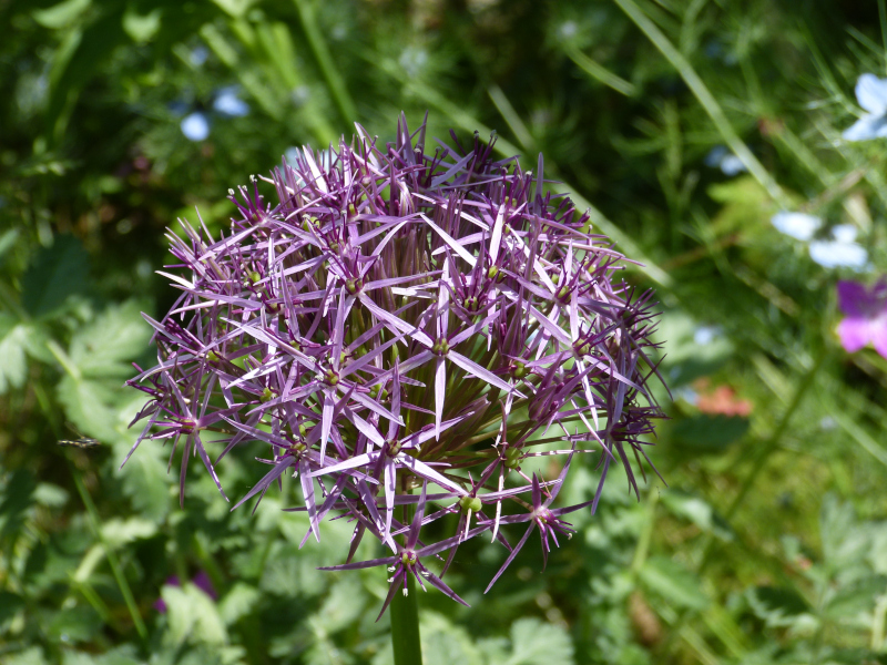 Allium cristophii 2.JPG