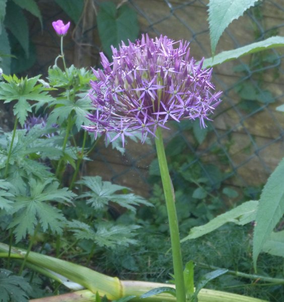 Allium cristophii.JPG