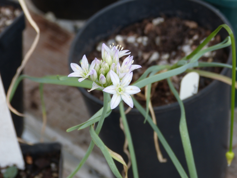 Allium fimbriatum purdyii.JPG