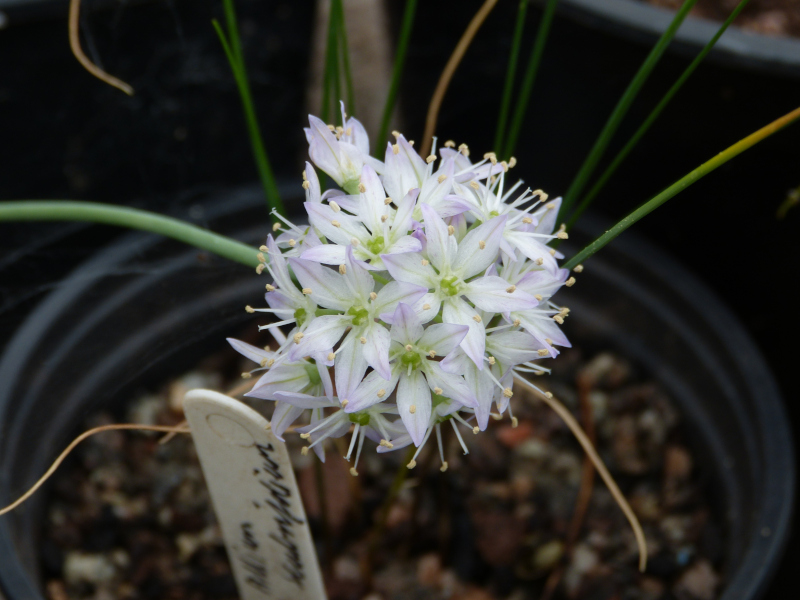 Allium fimbriatum purdyii.JPG