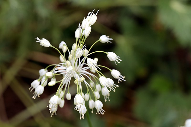 Allium-fireworks-white.jpg