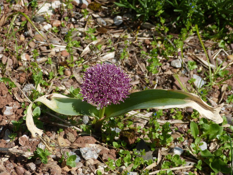 Allium hissaricum.JPG