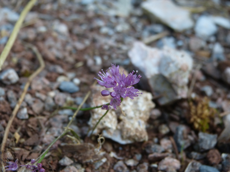 Allium huber morathii.JPG