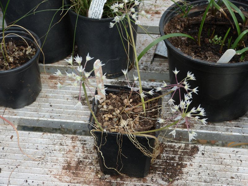 Allium hyalinum 2.JPG
