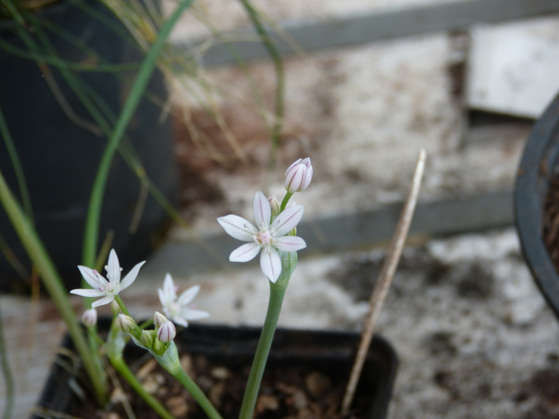 Allium hyalinum.JPG