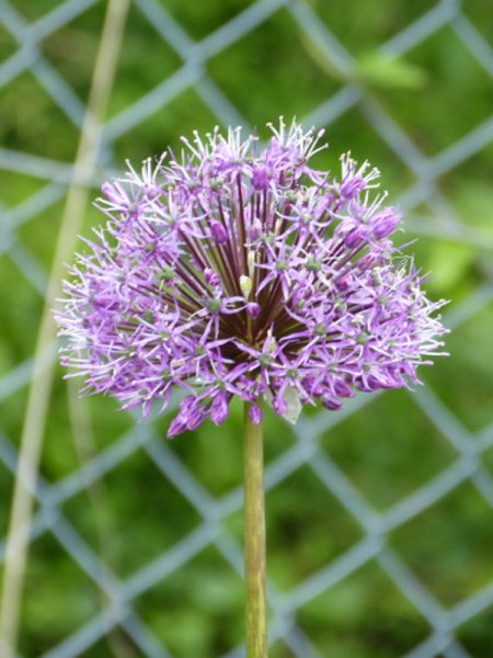 Allium jesdianum.JPG