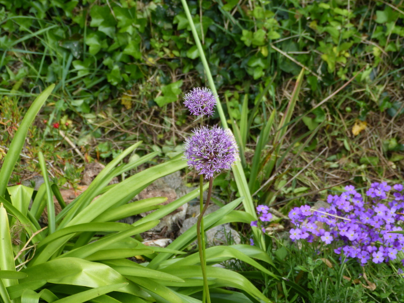 Allium jesdianum Shing 2017.JPG