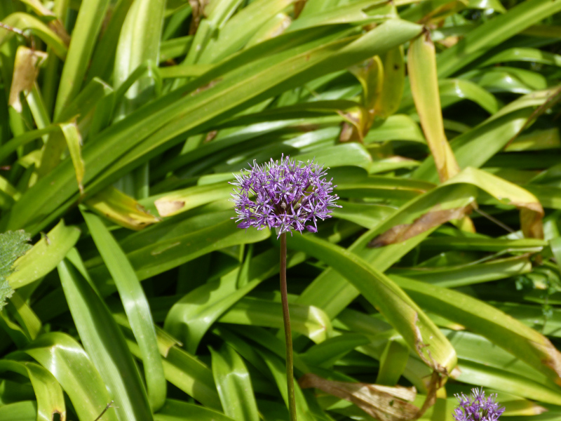 Allium jesdianum Shing.JPG