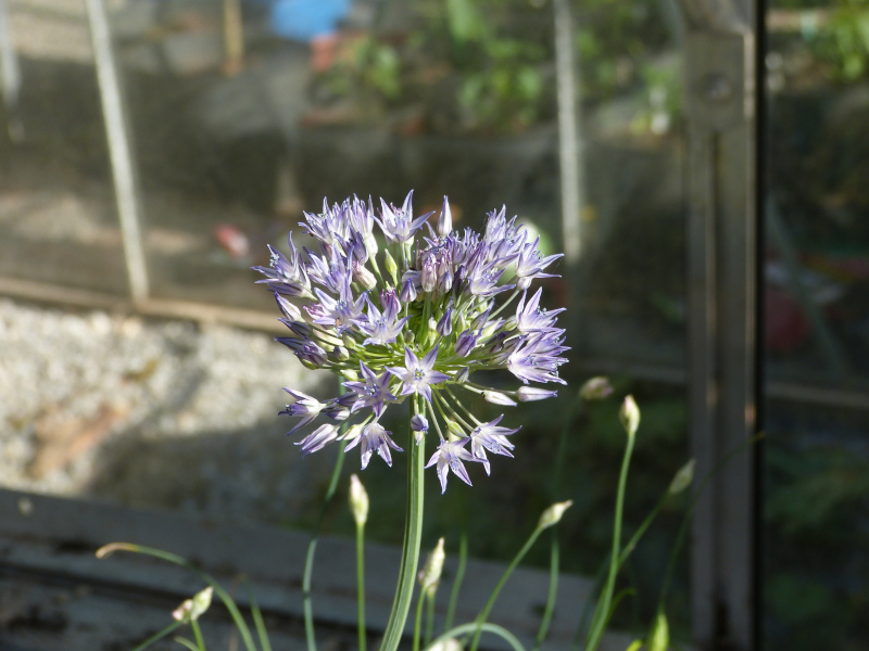 Allium litvinovii.JPG