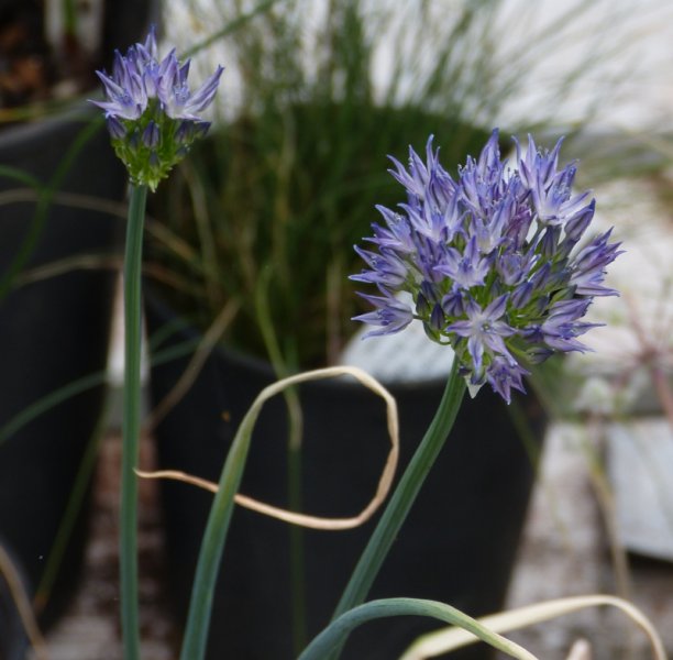 Allium litvinovii.JPG