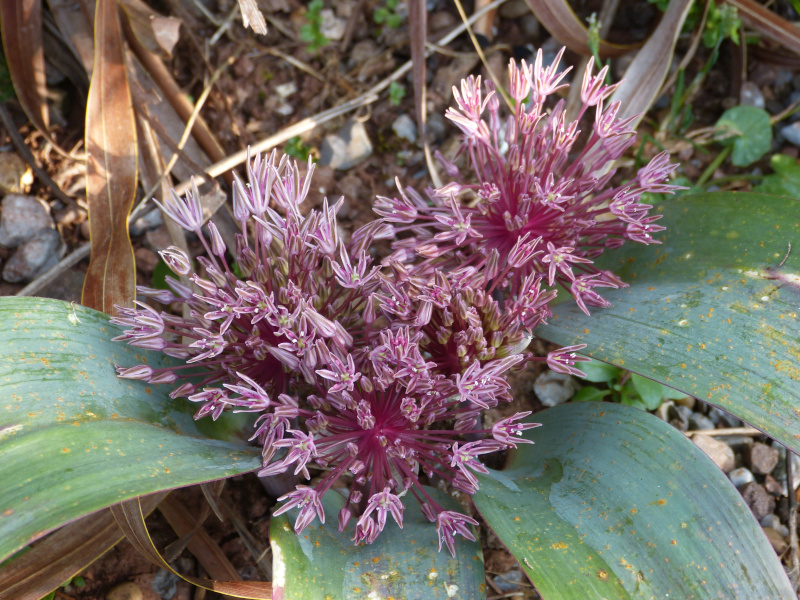 Allium nevaskianum.JPG