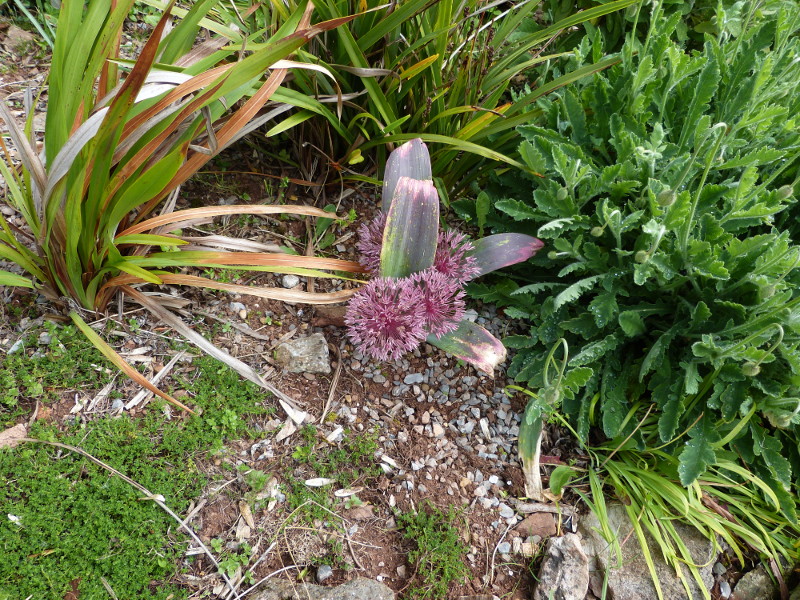 Allium nevskianum 2017.JPG