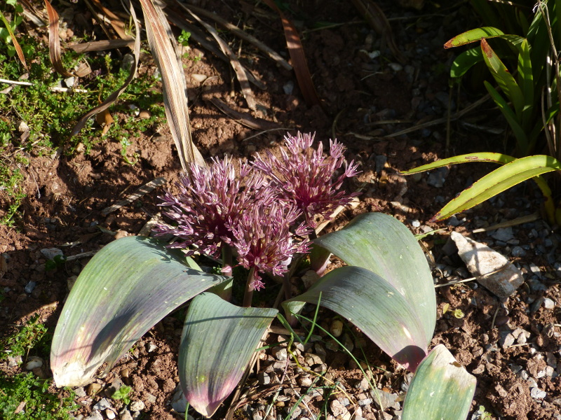 Allium nevskianum.JPG